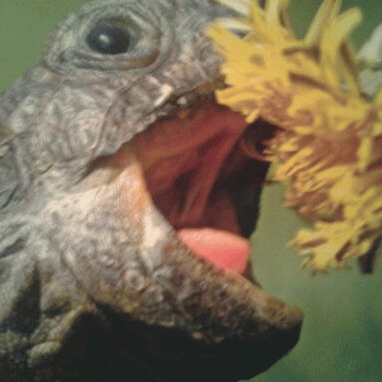 Sloth (USA-2) : 3-11-14